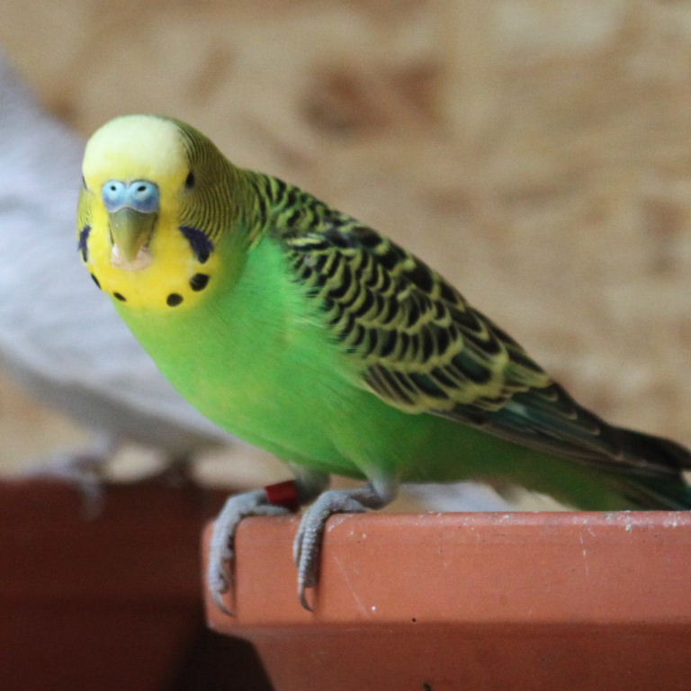 Budgerigar green
