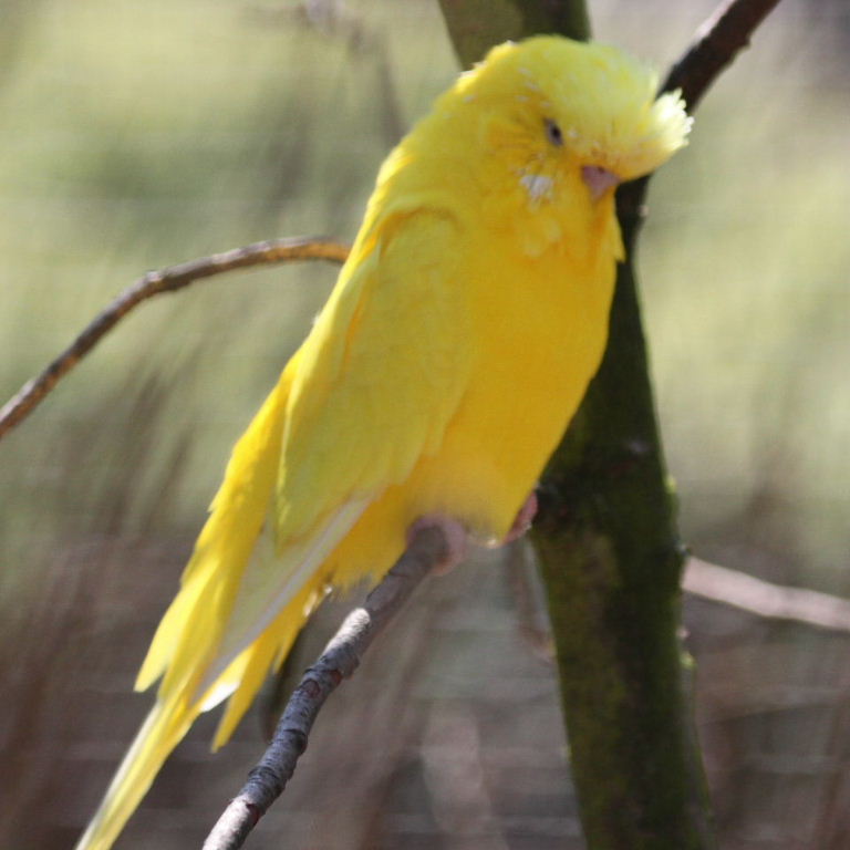 Budgie - yellow