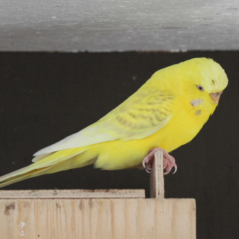 Budgie - yellow