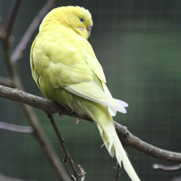 Budgie - yellow