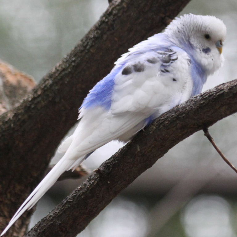 Budgie - white and blue