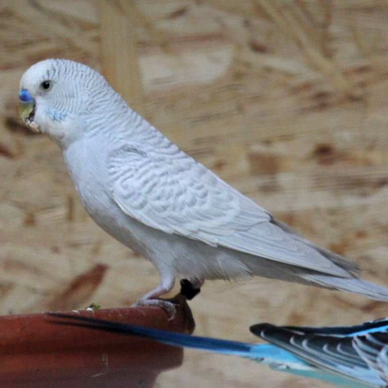 Budgerigar grey