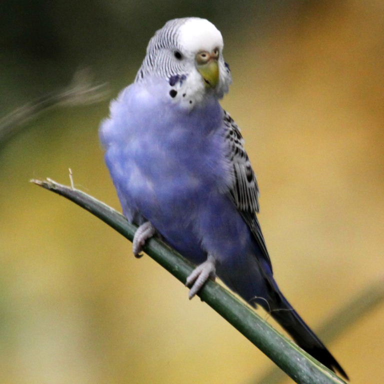 Budgerigar mauve blue