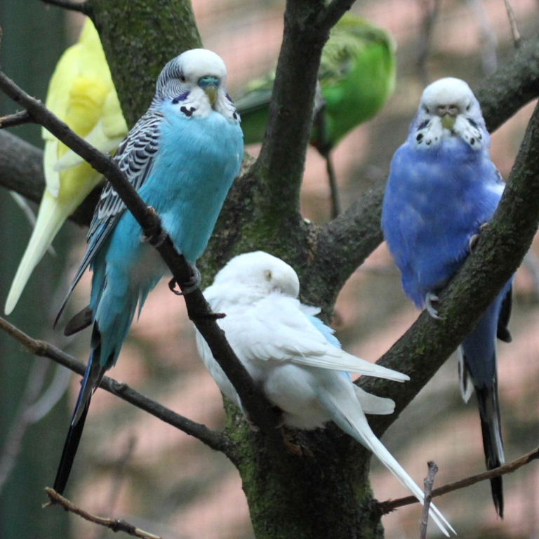 Budgies