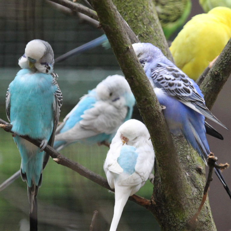 Budgerigars