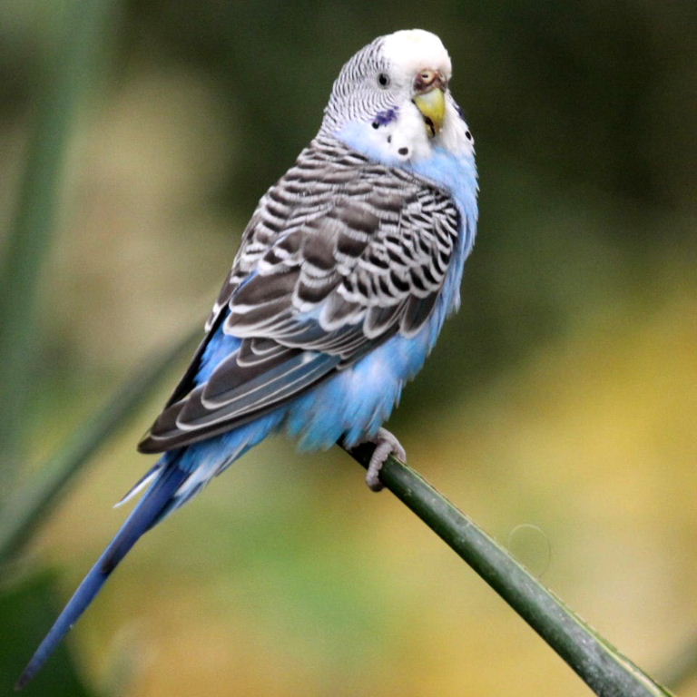 Budgie blue