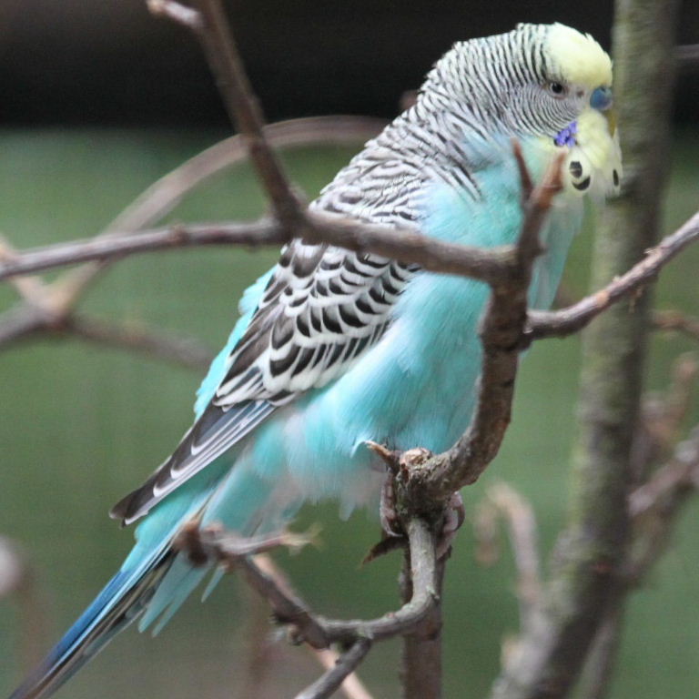 Budgerigar turquoise