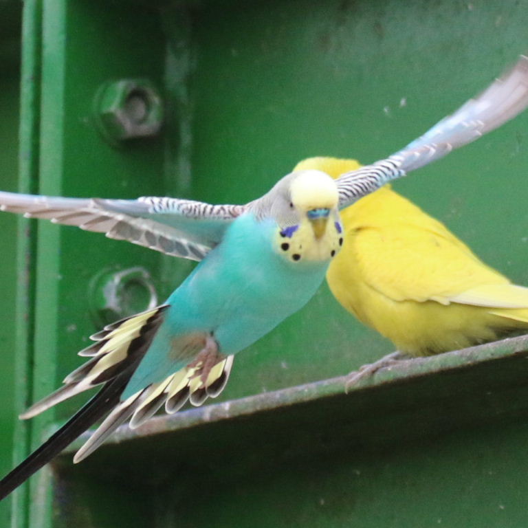 Budgies