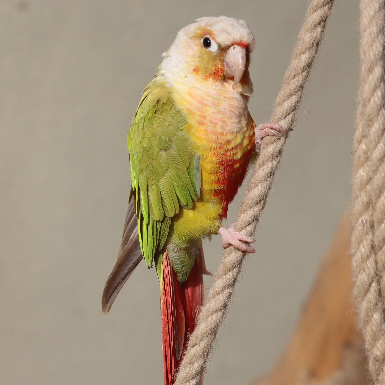 Yellow-sided Green-cheeked Conure