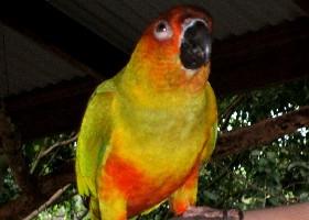 Nansun