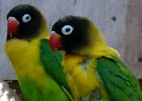 Parrot index