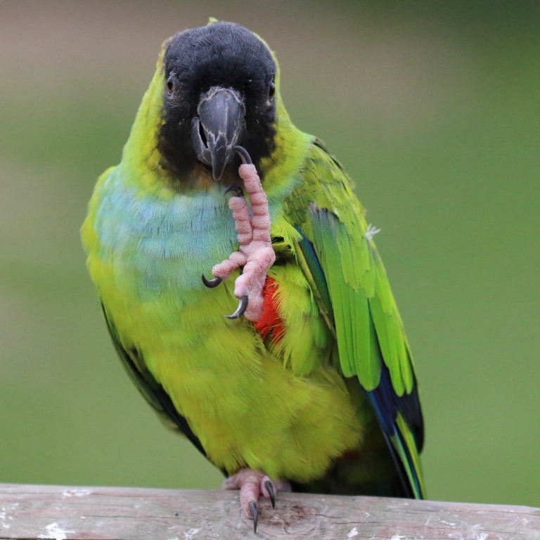 Nanday Conure