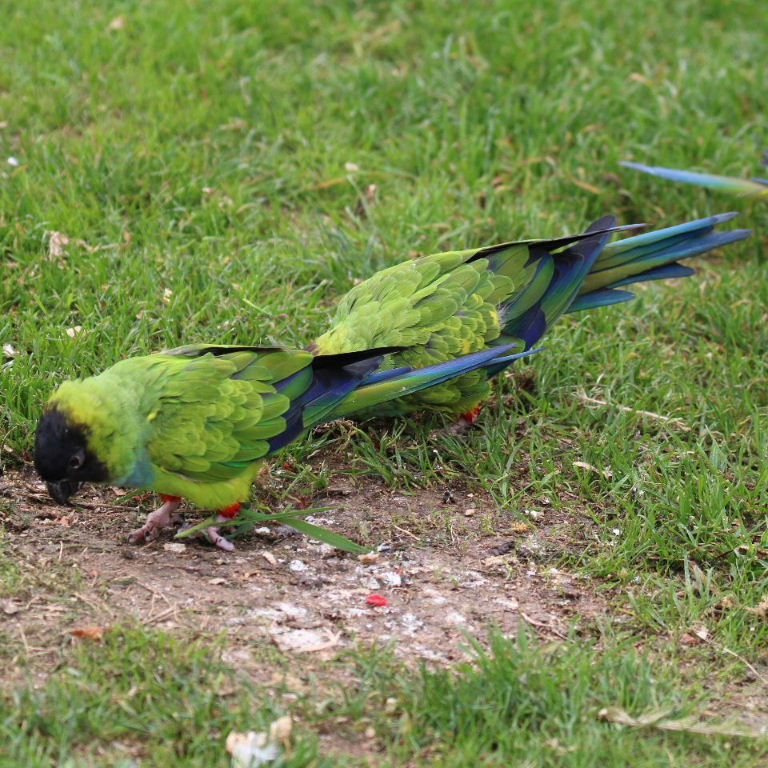 Nanday Conures