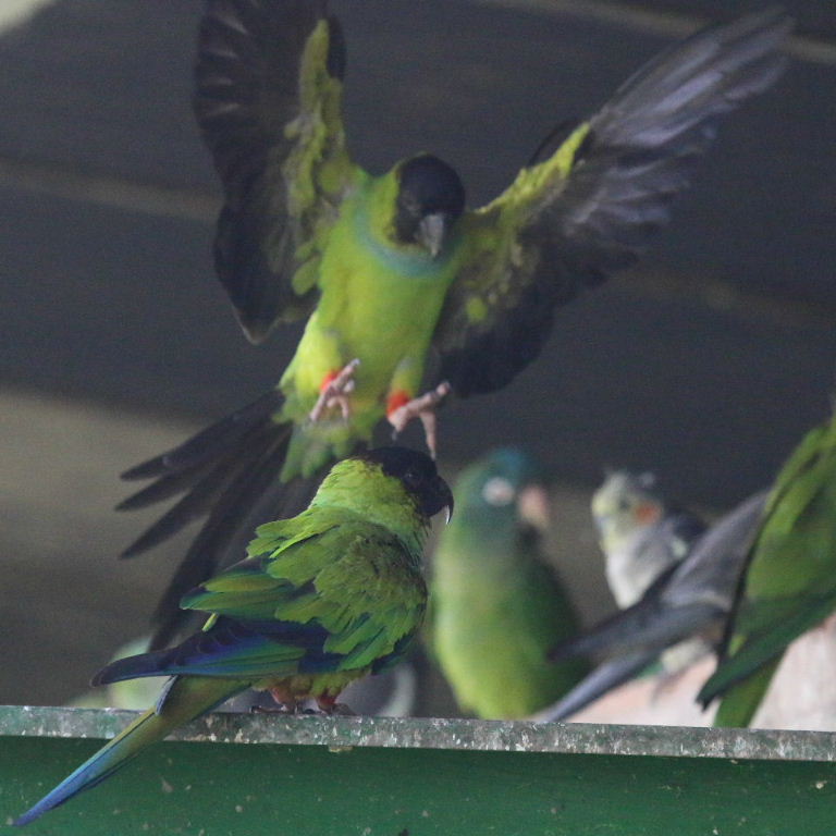 Nanday Conure in flight