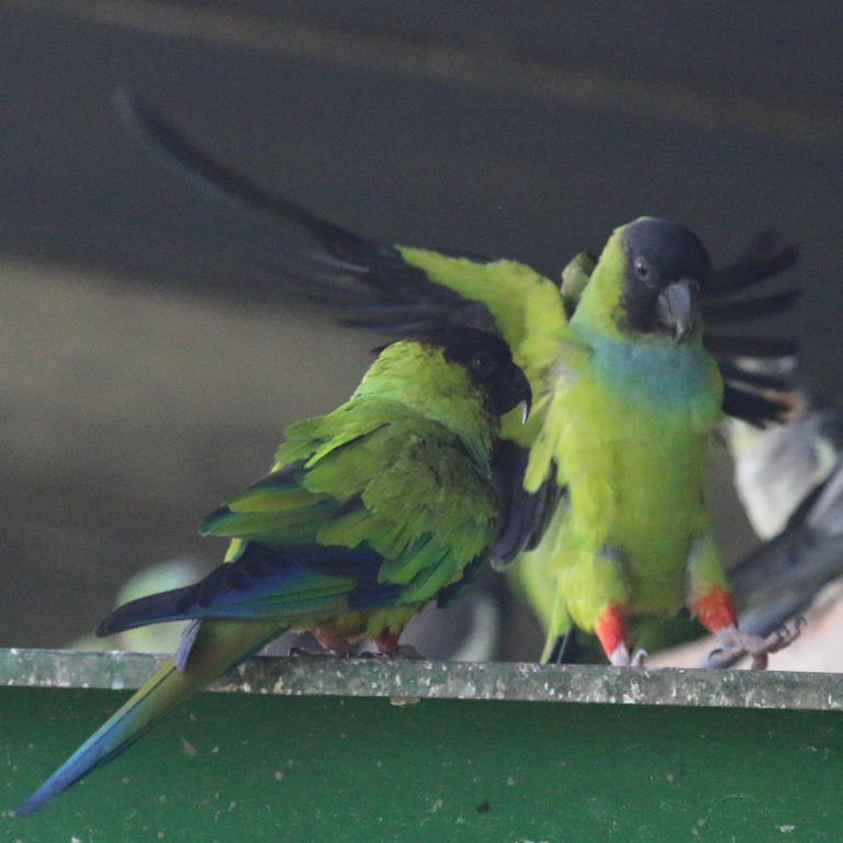 Nanday Conures