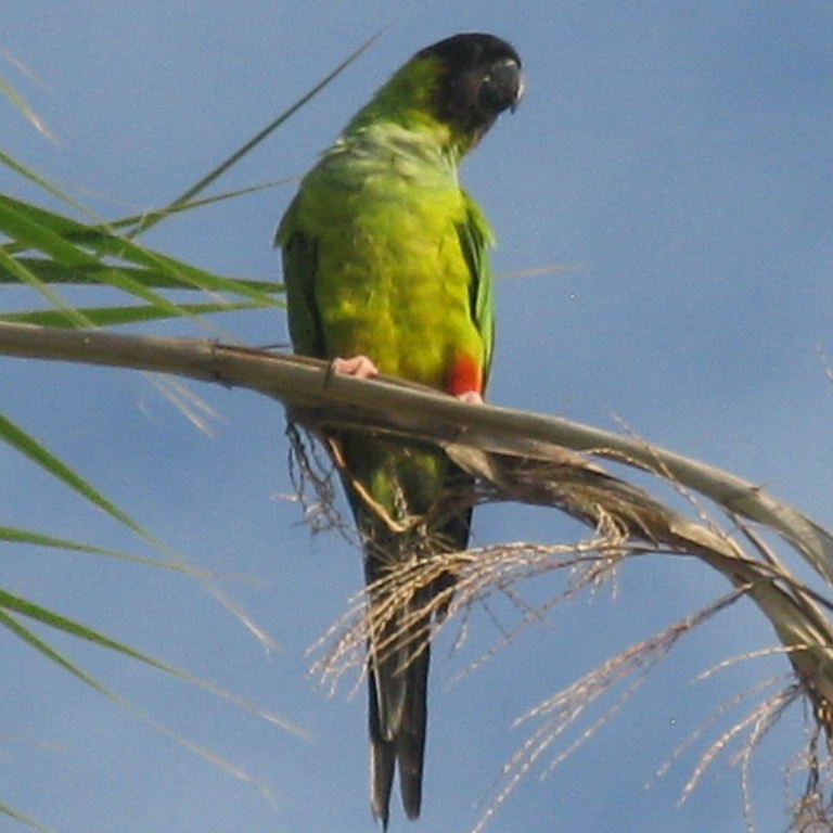 Nanday Conure
