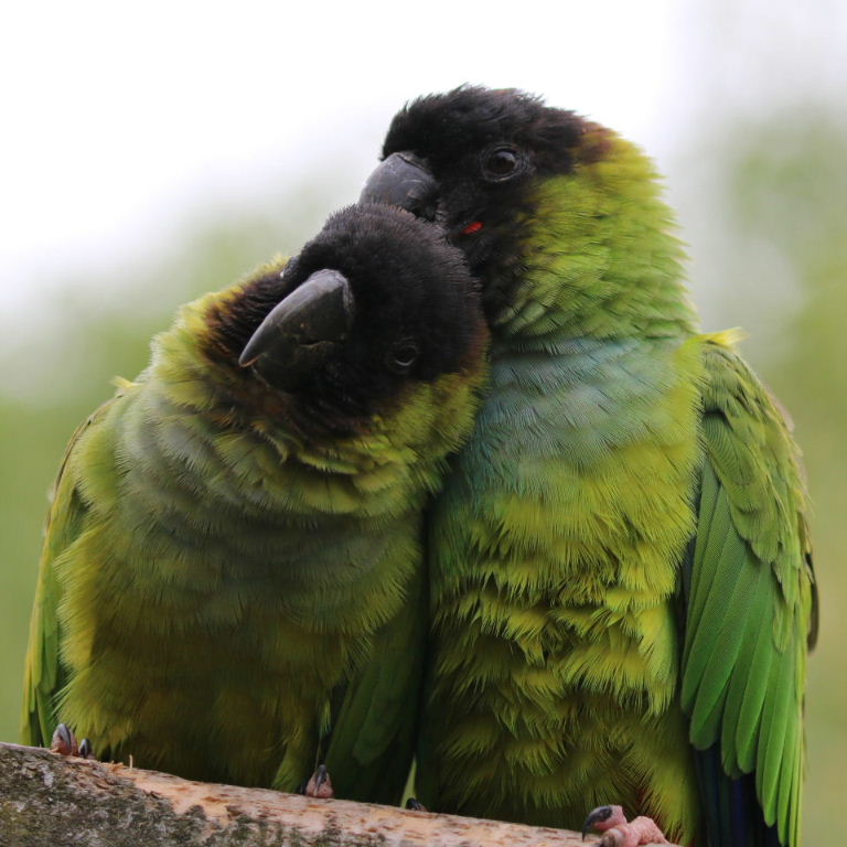 Nanday Conures