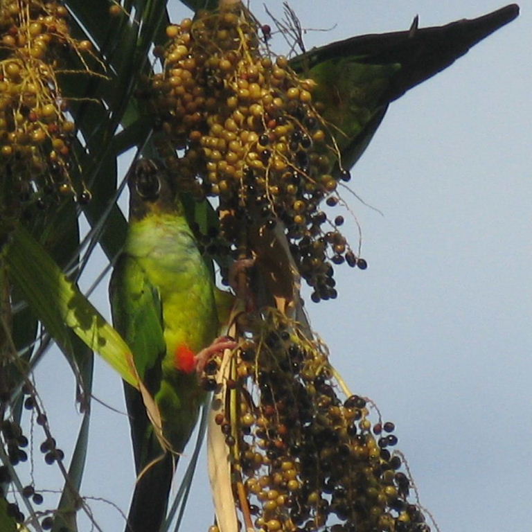 Nanday Conures