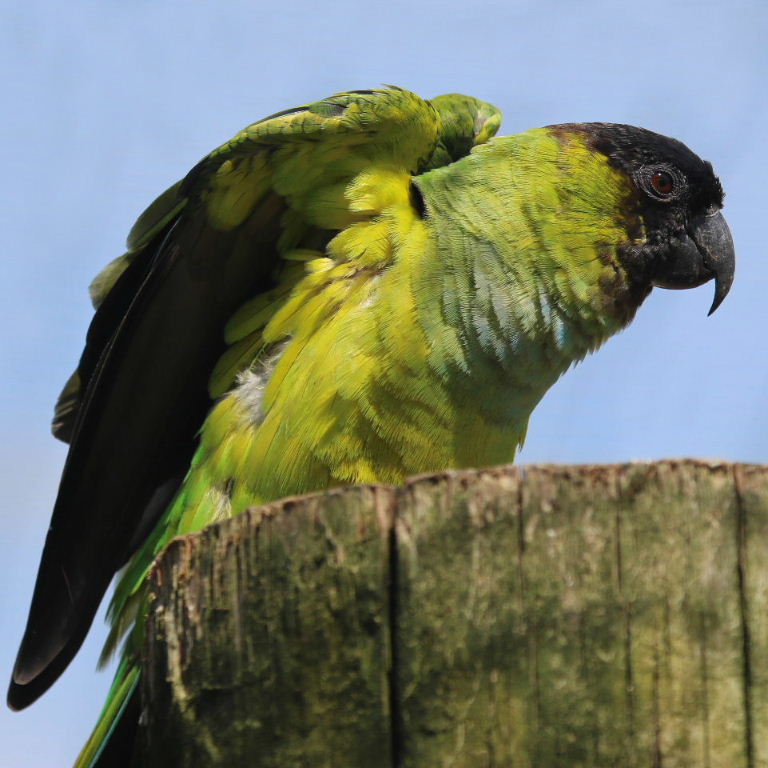 Nanday Conure