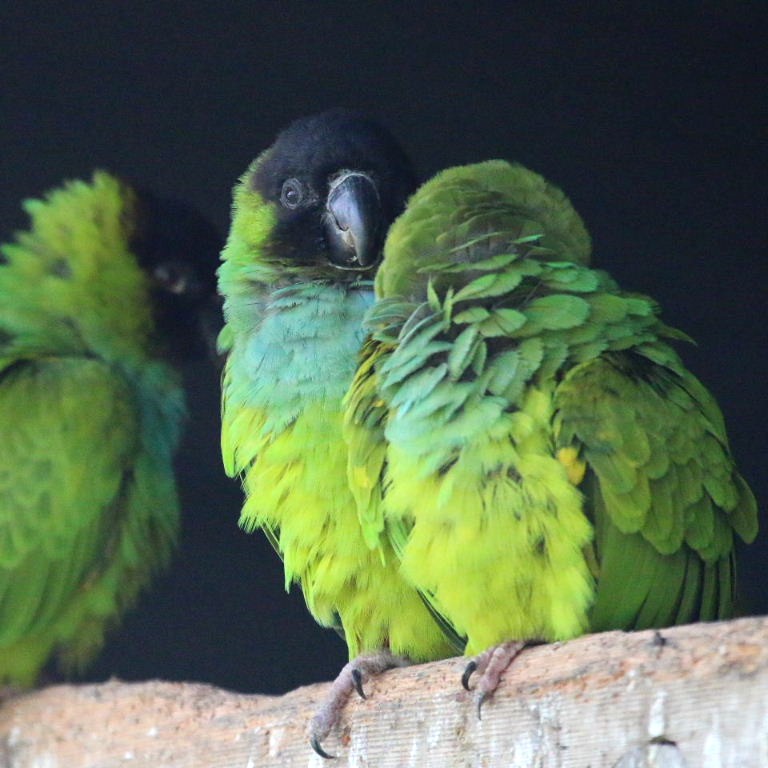 Nanday Conures