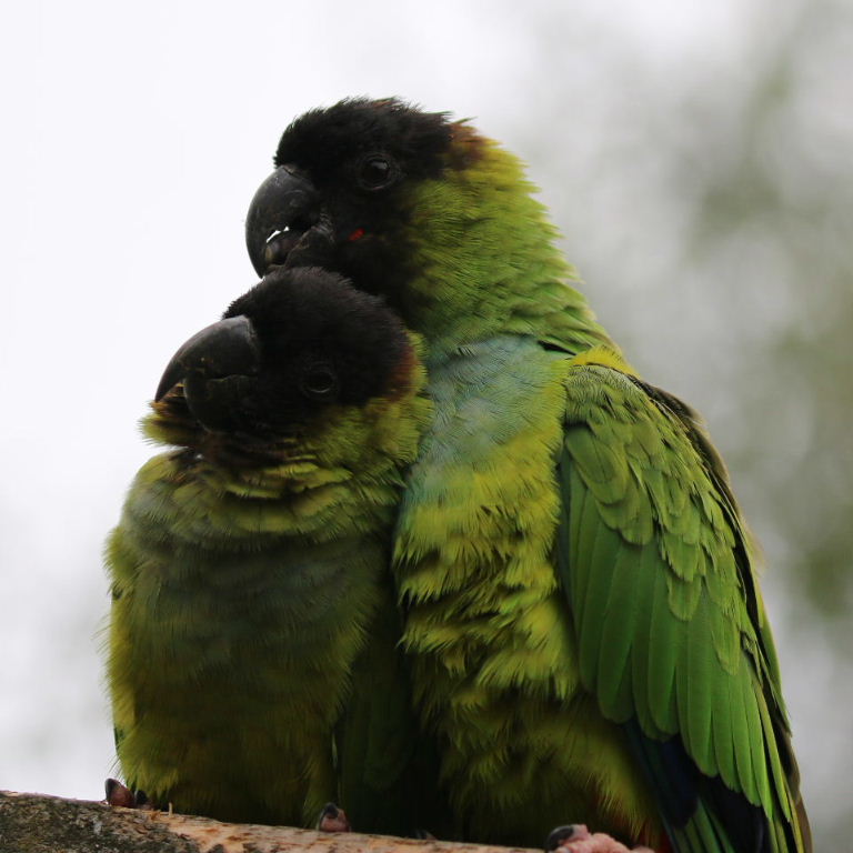 Nanday Conures