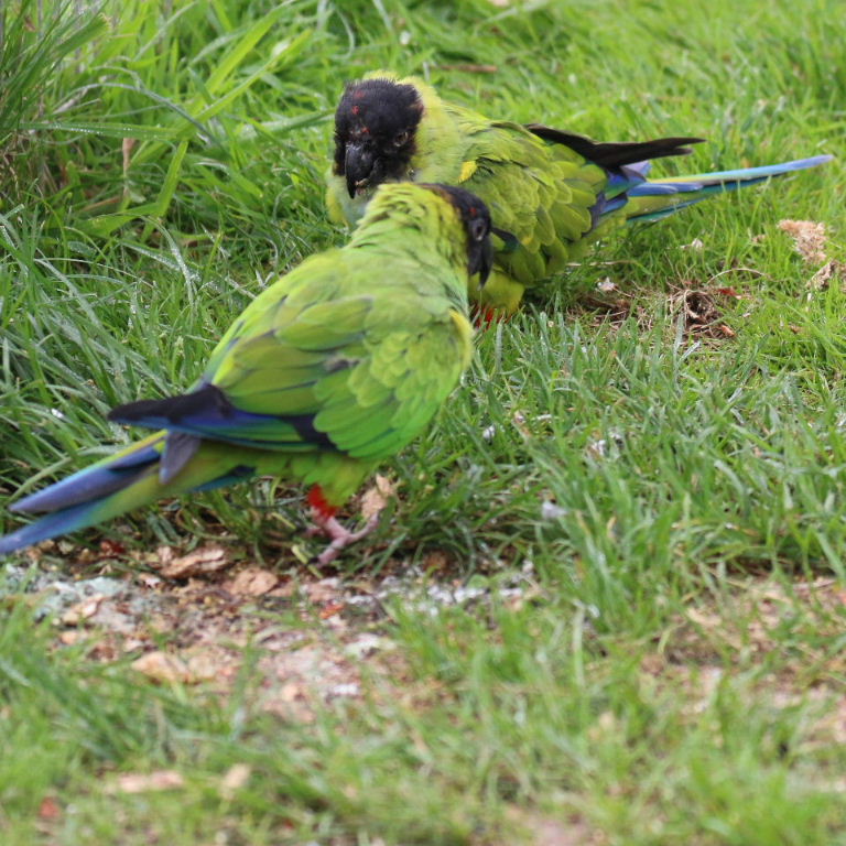 Nanday Conures