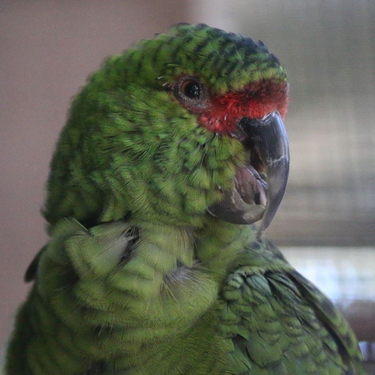 Slender-billed Conure