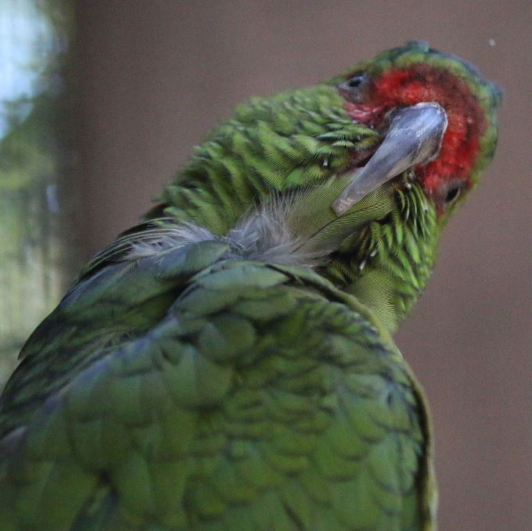 Slender-billed Parakeet