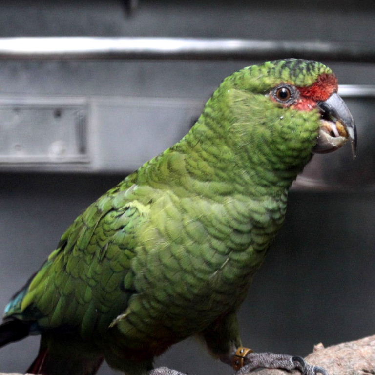 Slender-billed Conure