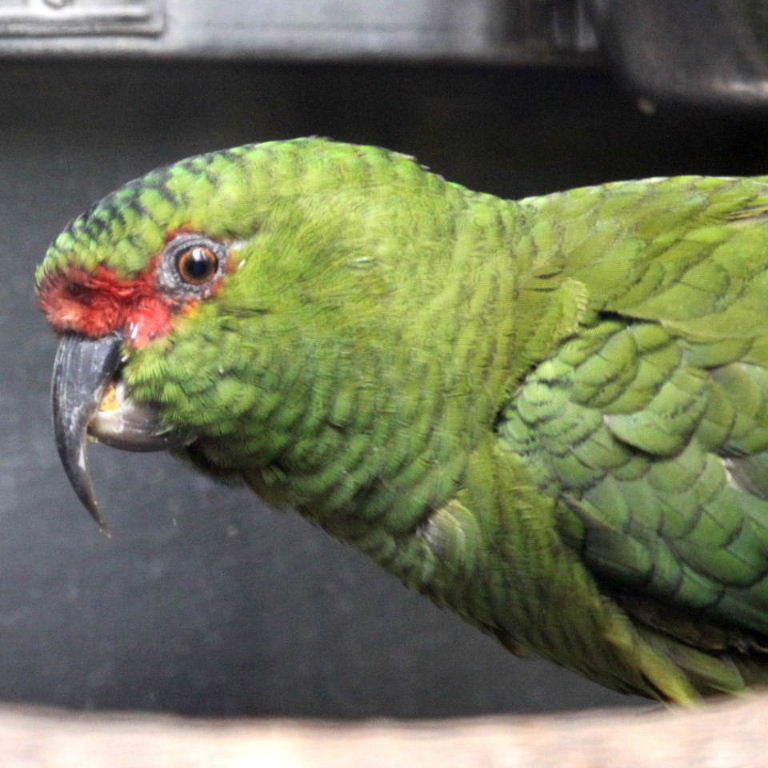 Slender-billed Conure