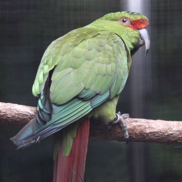 Slender-billed Conure