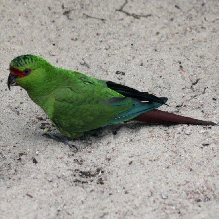 Slender-billed Parakeet