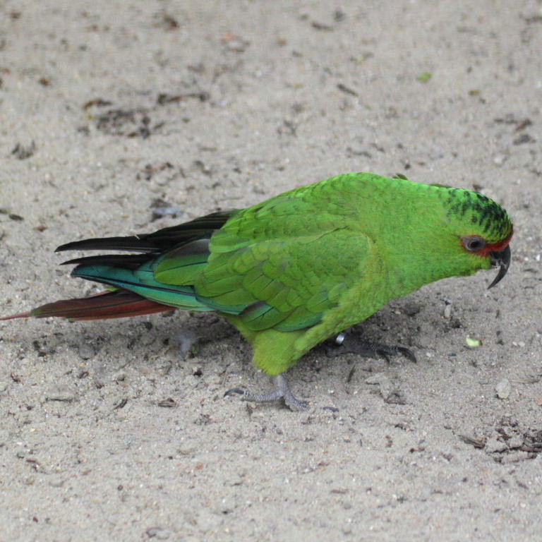 Slender-billed Conure