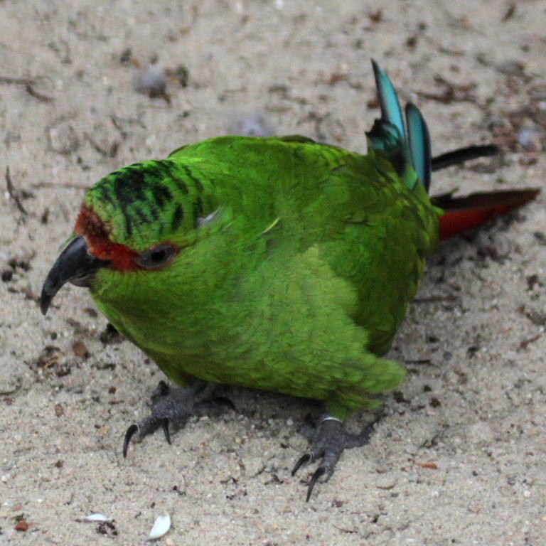 Slender-billed Conure