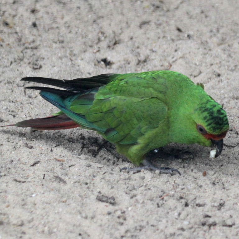 Slender-billed Conure