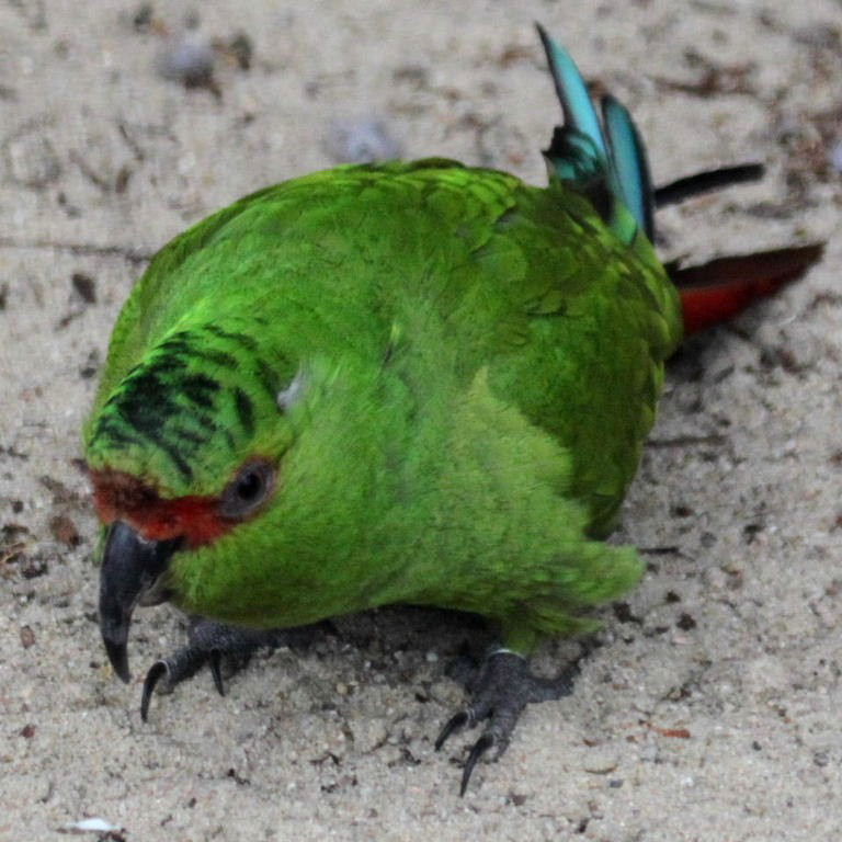 Slender-billed Conure