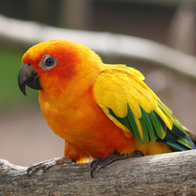 Sun Parakeet