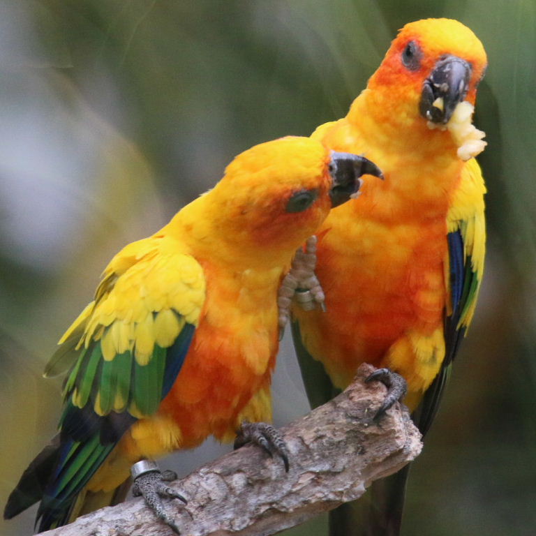 Sun Conures