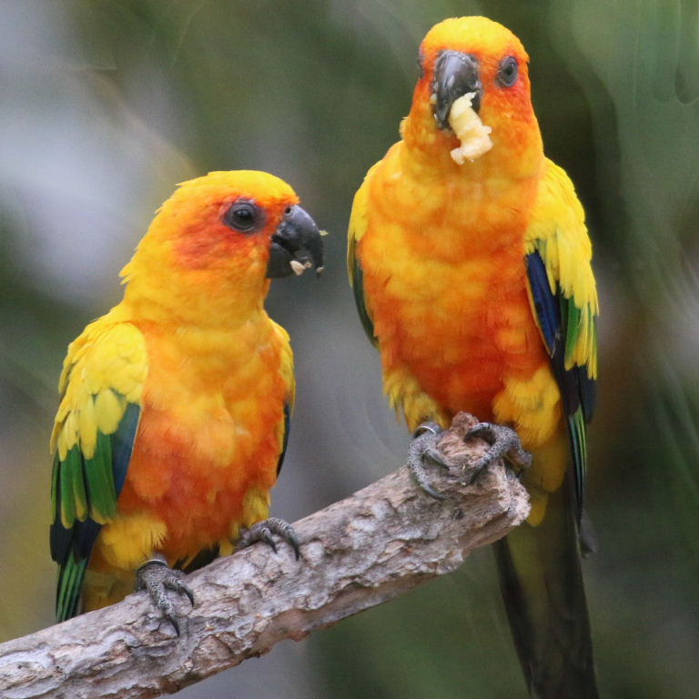 Sun Conures