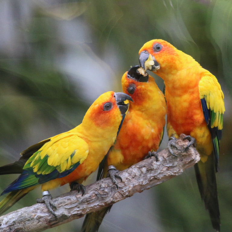 Sun Conure