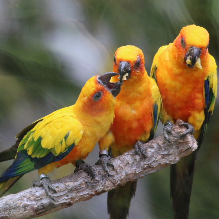 Sun Conures