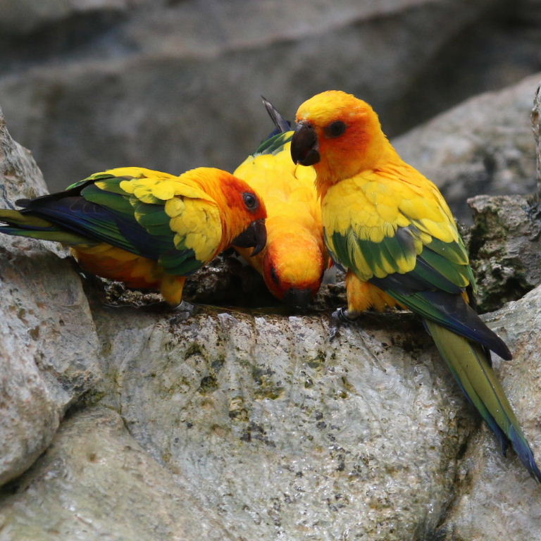 Sun Conures