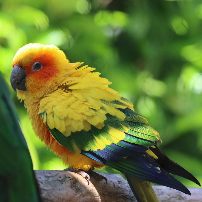 Sun Conure