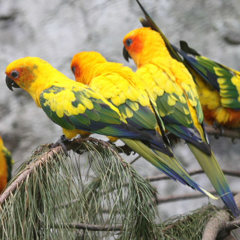 Sun Conures