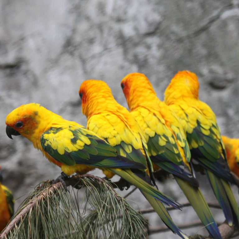 Sun Conures