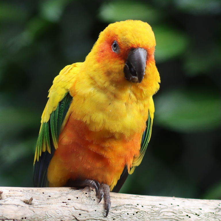 Sun Conure