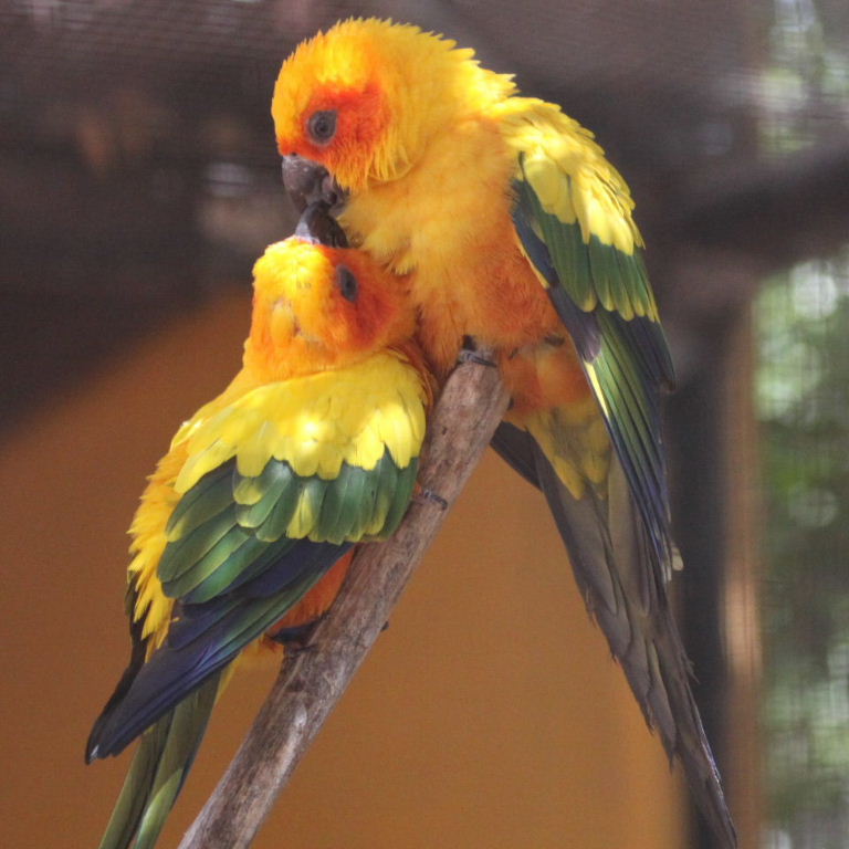 Sun Conure lovebirds