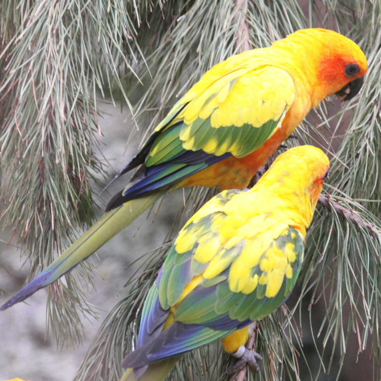 Sun Conures