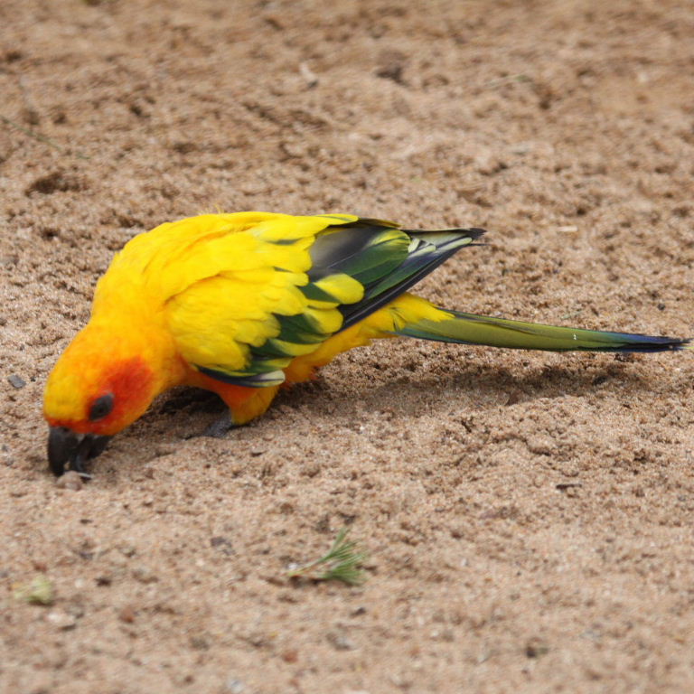 Sun Conure