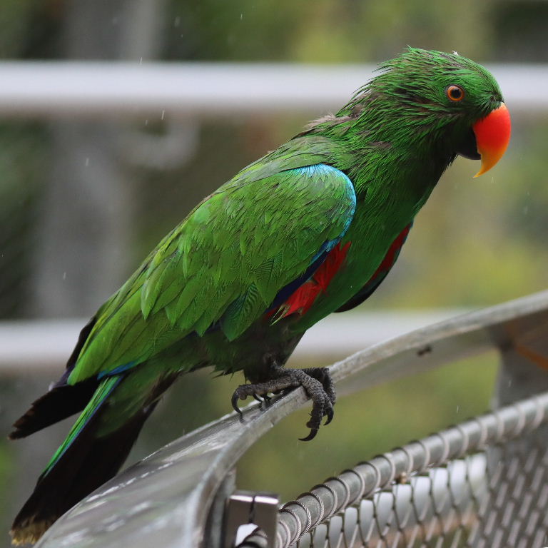 Sumba Eclectus male